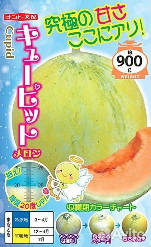 Дыня Cupid (Купидон) семена