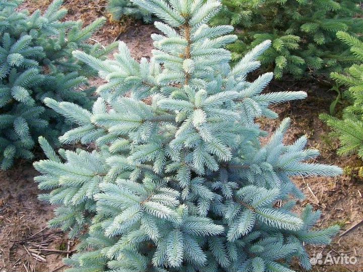 Ель колючая Глаука Кейбаб (С3) (40-50)