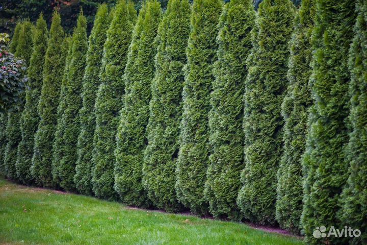 Туя Смарагд,Брабант,Колумна