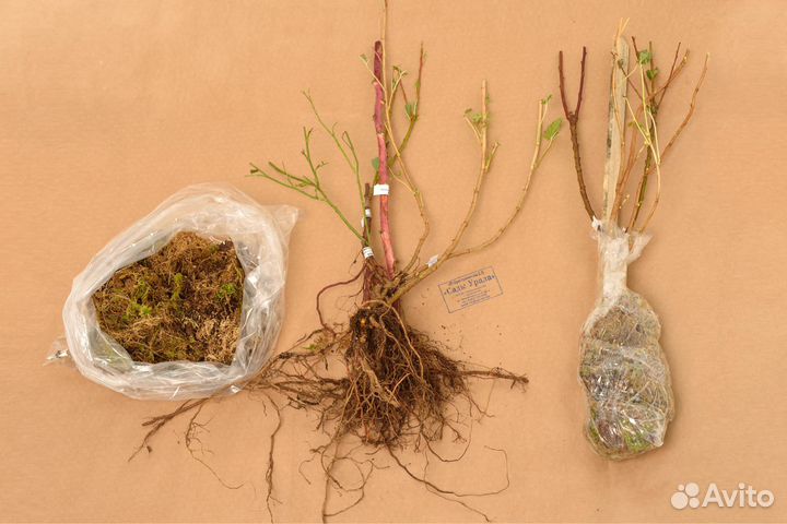 Абрикос Августин, саженцы окс, питомник Сады Урала