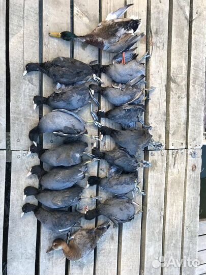 Чучела лысухи(Лыски)