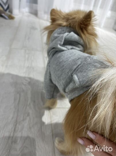 Худи толстовки для собак