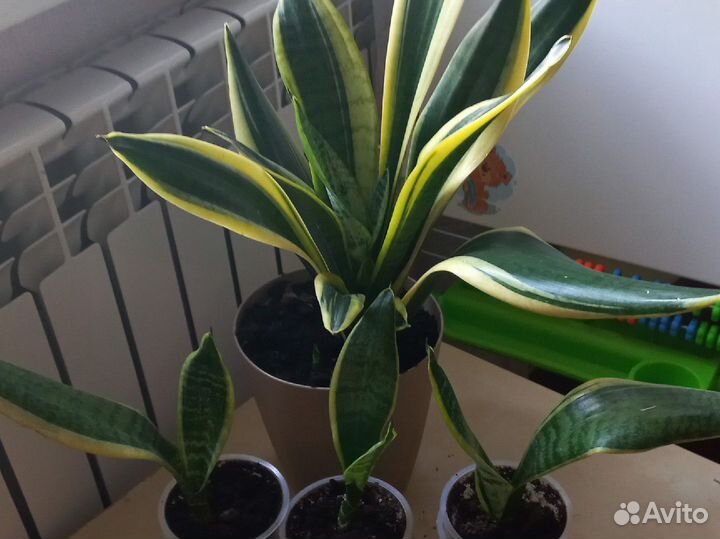 Сансевиерия Лауренти