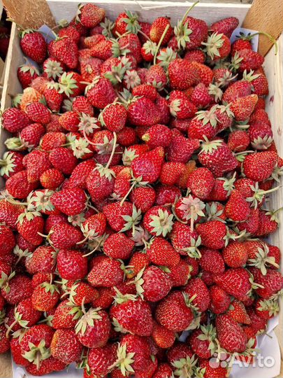 Клубника из Киргизии