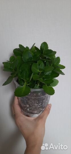 Каланхоэ