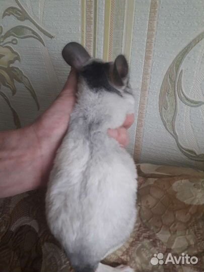 Шиншилла