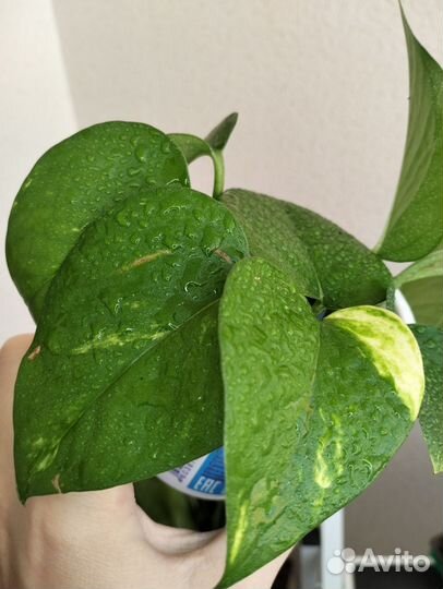 Эпипремниум сциндапсус