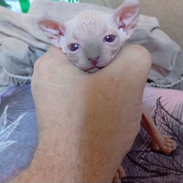 Эльф котёнок