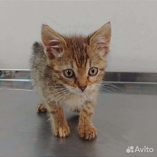 Рыжая котенок девочка