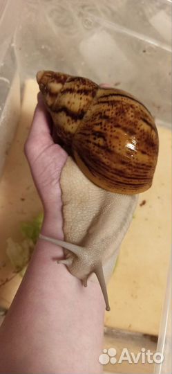 Улитки архахатины