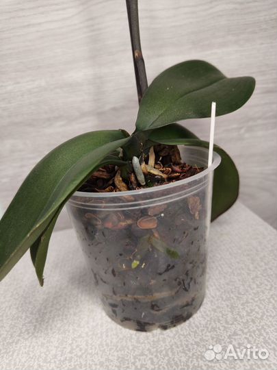 Орхидея фаленопсис Зоя (Galaxy), Melody, Персик