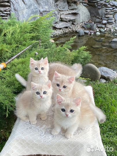 Голубое золото ay12