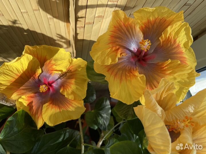 Гибискусы сортовые (черенки на срез)