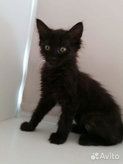 Маленькая девочка котенок