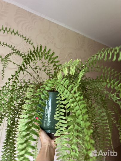 Папоротник нефролепис