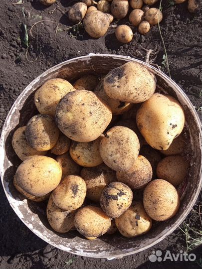 Картофель деревенский
