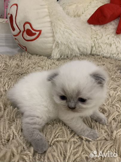 Шотландские котята