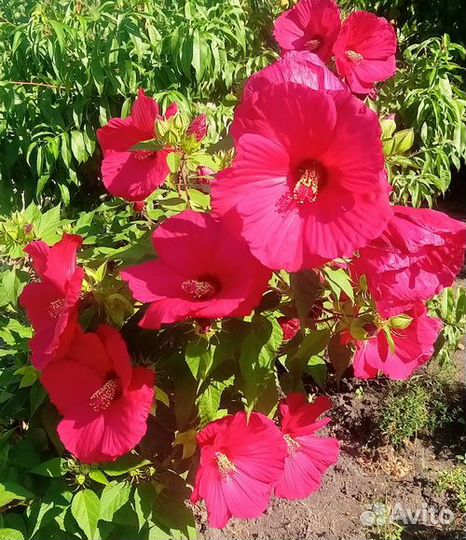 Уличные растения