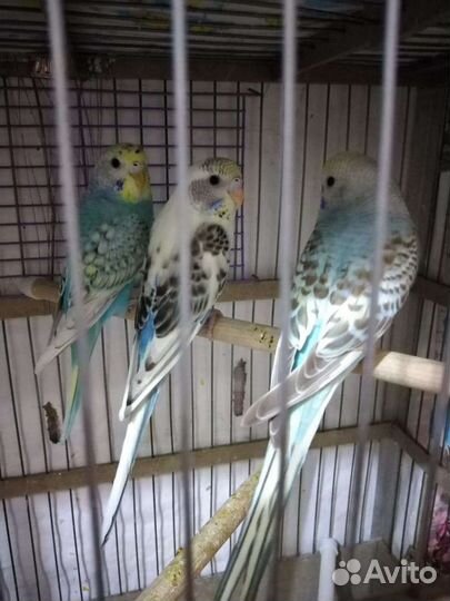 Волнистый попугай