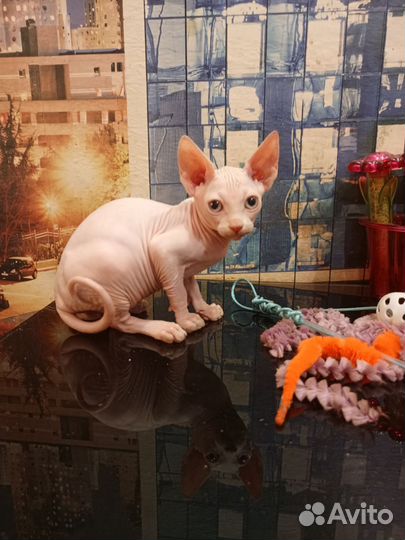 Канадский сфинкс