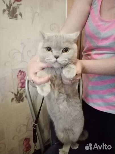 Британская кошка
