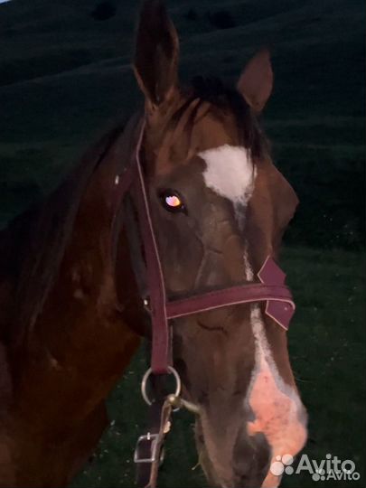 Ахалтекинский жеребец