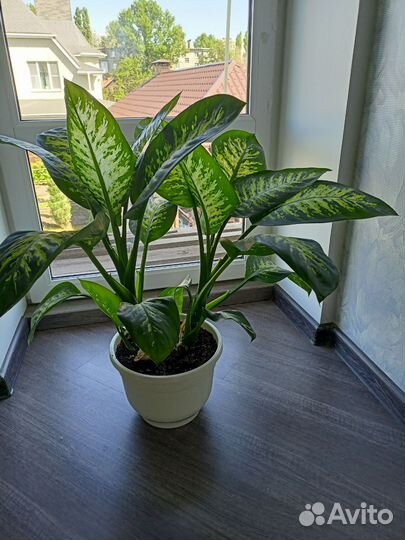 Диффенбахия