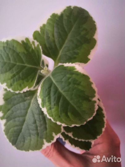 Плектрантусы