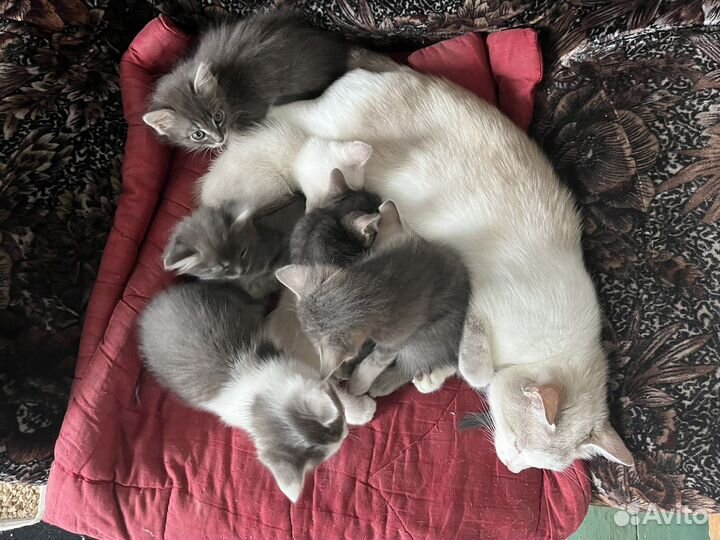Котята в добрые руки