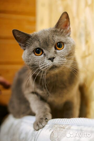 Грациозная киса Эльза ждет добрых хозяев