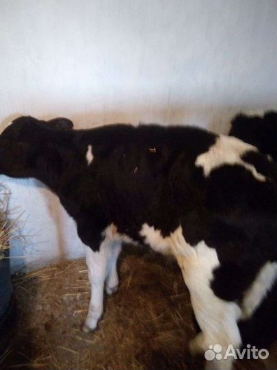 Бычки телята
