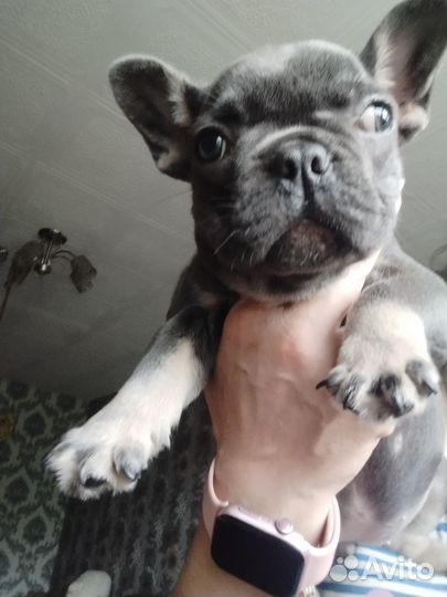 Щенки бульдожки