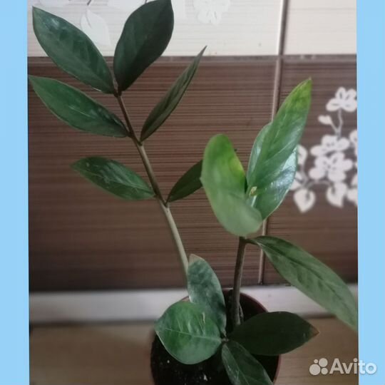 Комнатные цветы