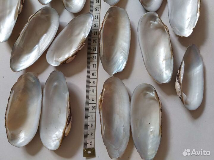 Ракушки разные размеры