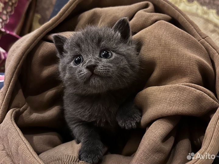 Русская голубая