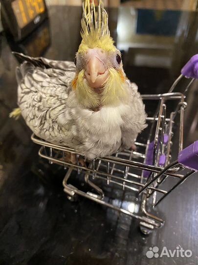 Птенец Кореллы