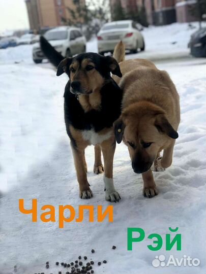 Собаки бесплатно