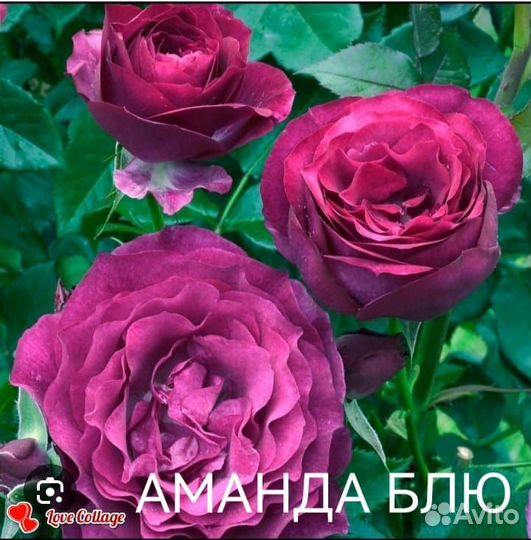 Сортовые саженцы роз