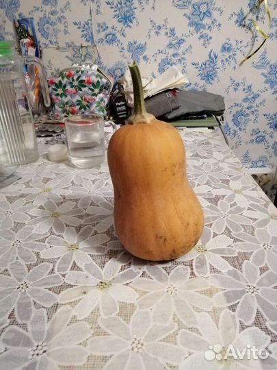 Рассада тыквы Капелька