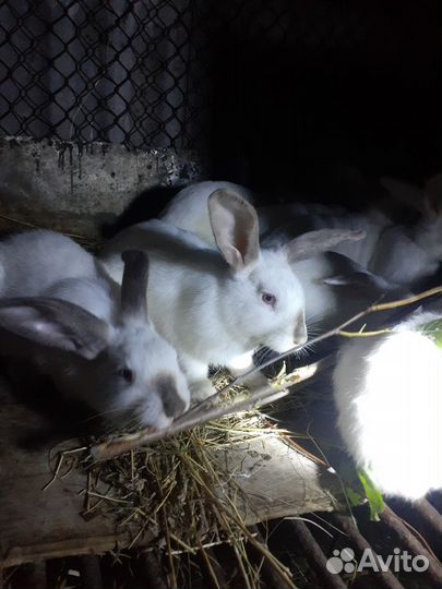 Продам кроликов