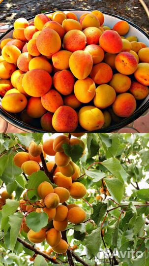 Абрикос садовый