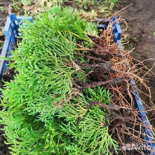 Туи смарагд