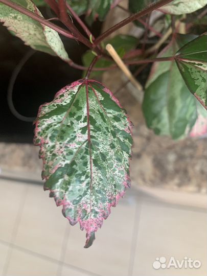 Гибискус комнатный снежная королева