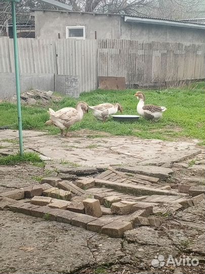 Холмогорские гуси