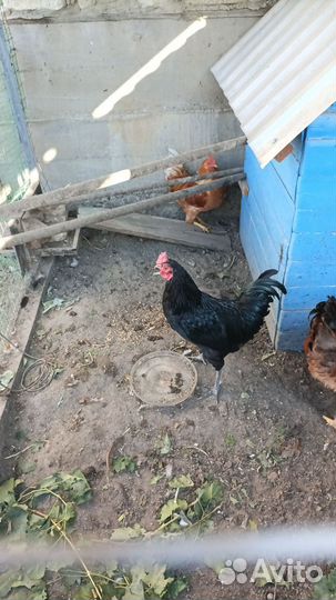 Петух брама, русская хохлатая