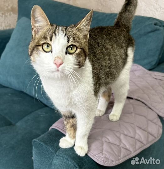 Котёнок мальчик