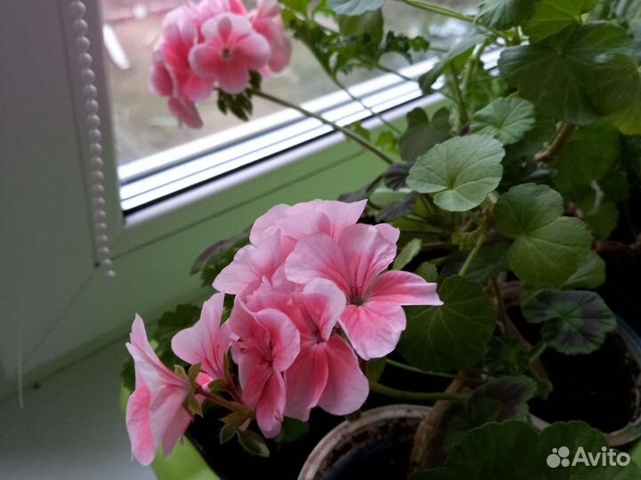 Пеларгония герань сортовая