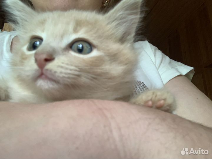 Солнечный зайчик на счастье и радость