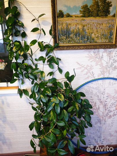 Хойя карноза