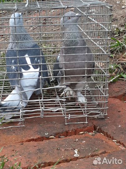 Голуби андижанцы